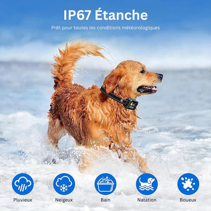 Le 1er Collier Anti-Fugue GPS SANS ABONNEMENT